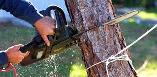 Best Emergency Tree Removal  in Champion Heights, OH