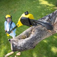 Best Lawn Renovation and Restoration  in Champion Heights, OH