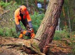 Best Tree Disease Treatment  in Champion Heights, OH