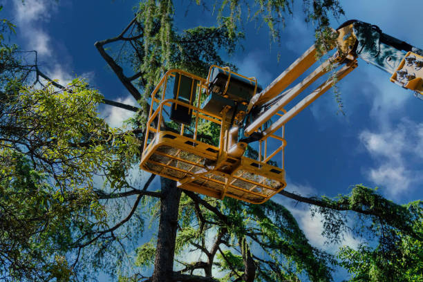 Professional Tree Services in Champion Heights, OH